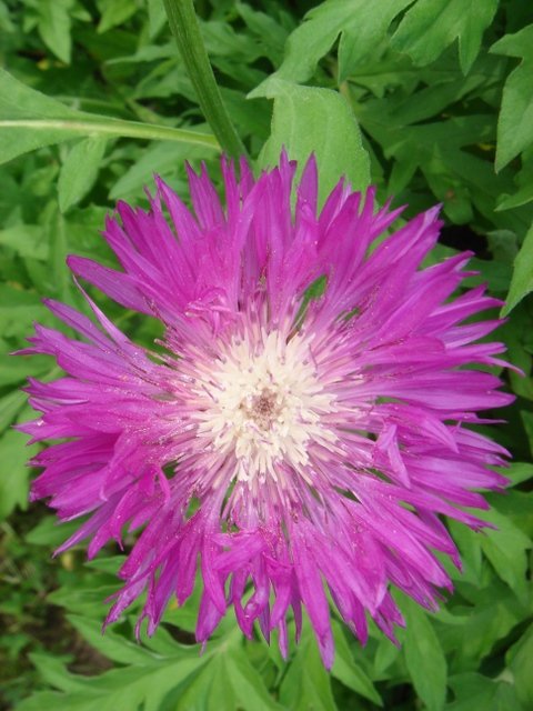 Centaurea dealbata